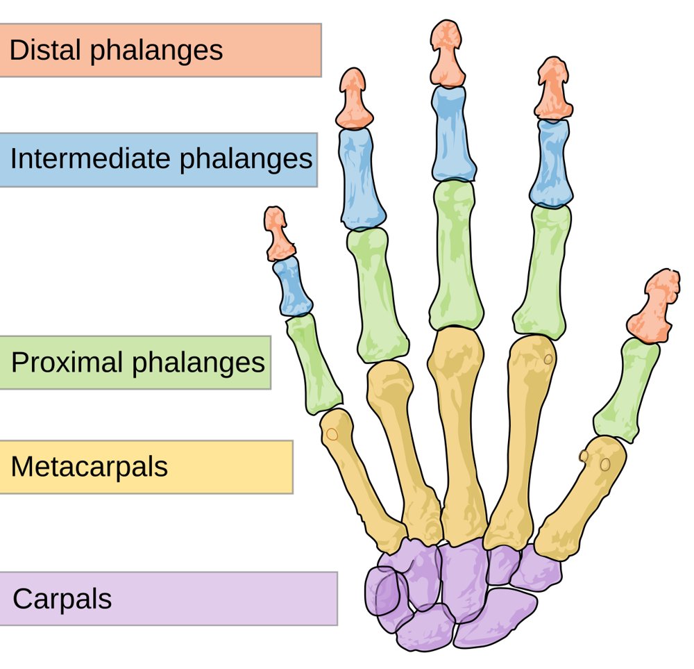Diagram of the bones of the hand — carpals, metacarpals and phalanges, colour-grouped.