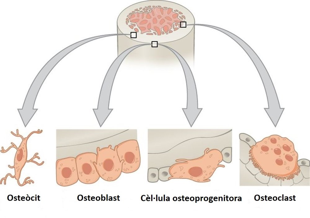 The bone cells — an osteogenic cell, a bone-building osteoblast, a buried osteocyte, and a large multi-nucleated osteoclast at a bone surface.