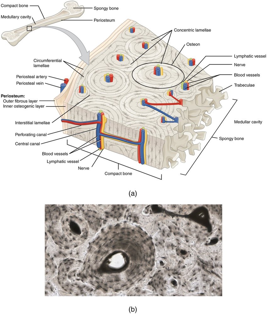 Diagram of compact bone showing osteons (Haversian systems) — concentric rings of bone (lamellae) around a central canal, with osteocytes in lacunae.