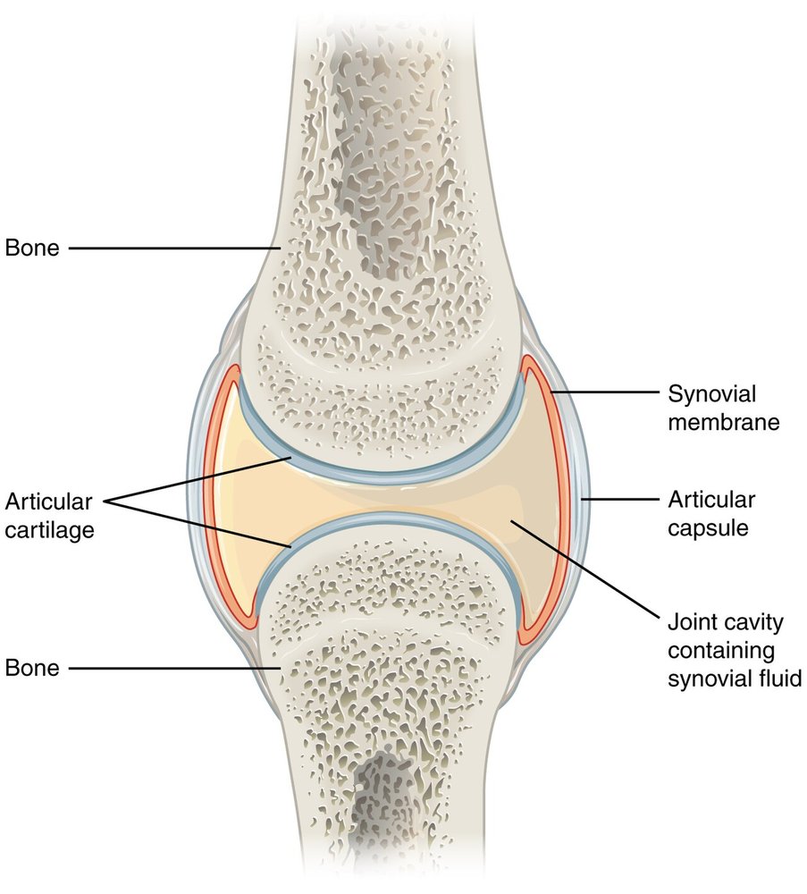 Cross-section of a synovial joint showing articular cartilage capping the bone ends, the synovial membrane, the joint capsule and the joint cavity with synovial fluid.