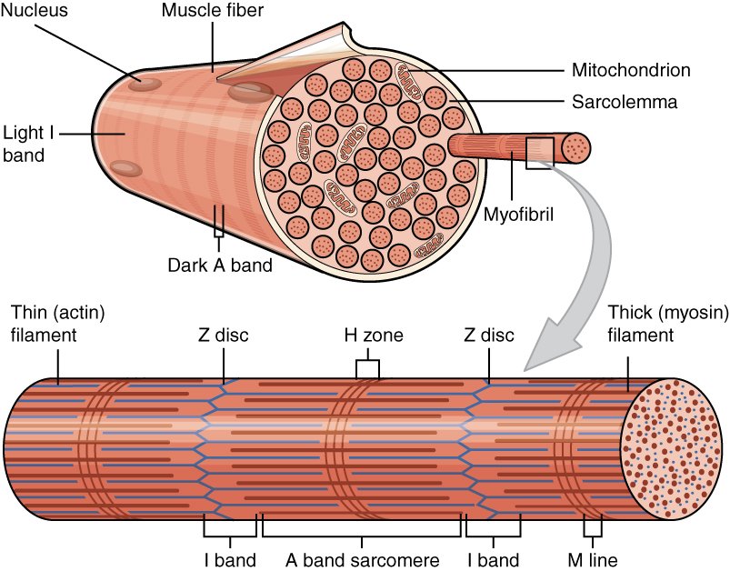 Diagram of a skeletal muscle fibre showing myofibrils and the sarcomere, with actin (thin) and myosin (thick) filaments, Z discs and the banding pattern.