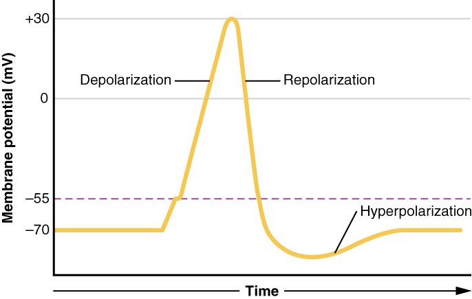 Graph of an action potential with sodium and potassium channel activity.