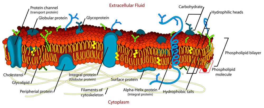 Diagram of a cell membrane: a phospholipid bilayer with embedded proteins.