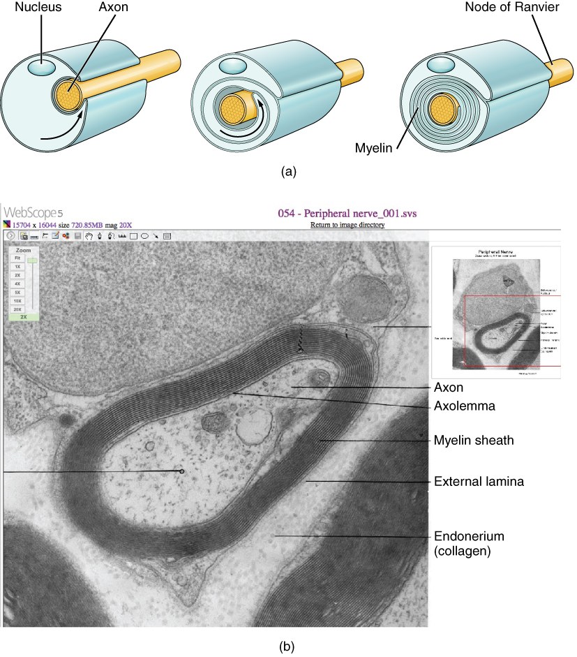A myelinated axon showing Schwann cells, the myelin sheath and the nodes of Ranvier.