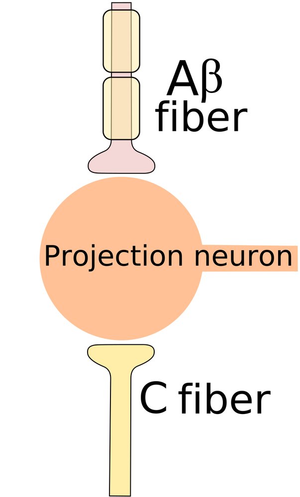 Simplified gate-control diagram: a projection neuron receiving input from a fast A-beta fibre and a slow C (pain) fibre.