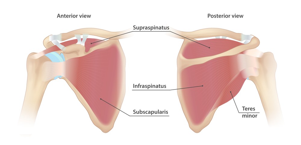 The four rotator cuff muscles (supraspinatus, infraspinatus, subscapularis, teres minor) shown from the front and back of the shoulder.