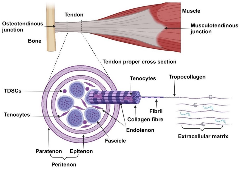 Diagram of tendon structure — a tendon joining muscle to bone, with a cross-section showing the collagen hierarchy (fascicles, fibres, fibrils, tropocollagen) and tenocytes.