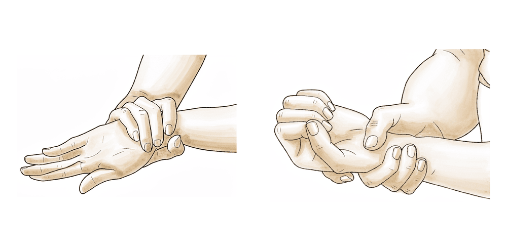 With the elbow by the side, the forearm rotates palm down (pronation) and palm up (supination).
