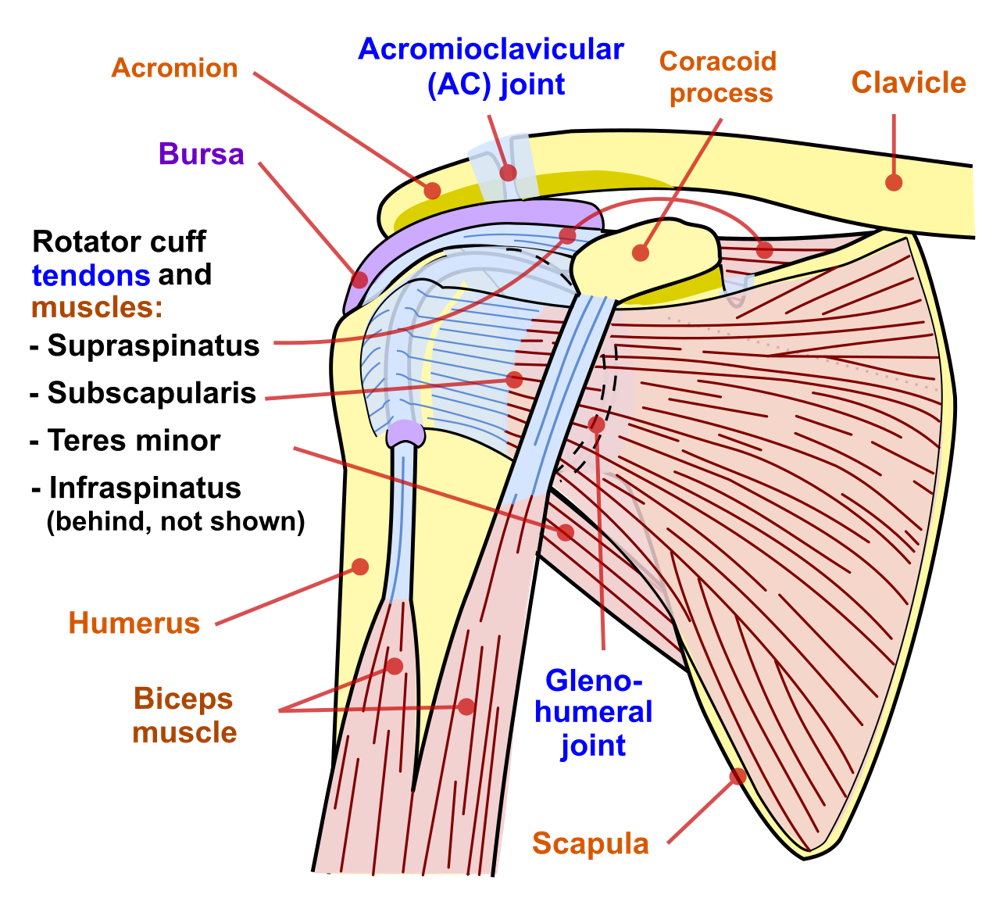 Diagram of the shoulder joint and the rotator cuff muscles.