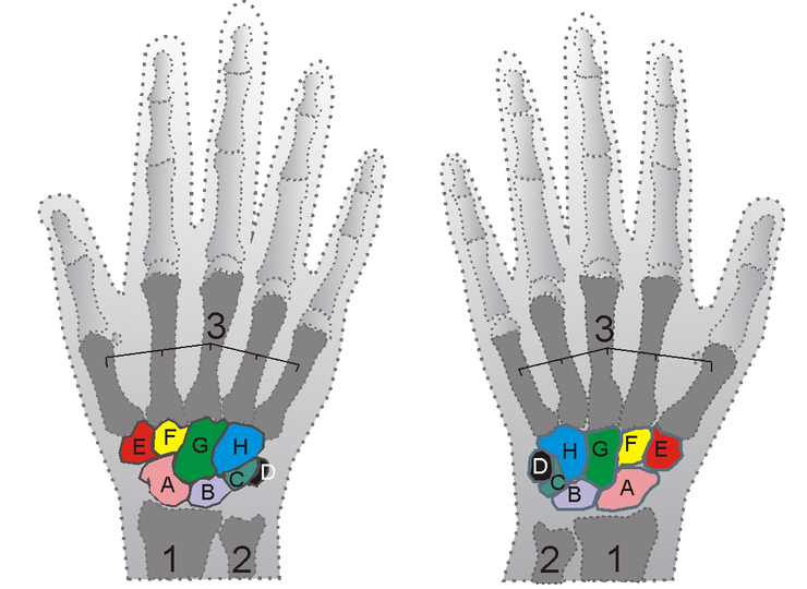 Diagram of the eight carpal bones of the wrist in two rows, with radius and ulna.
