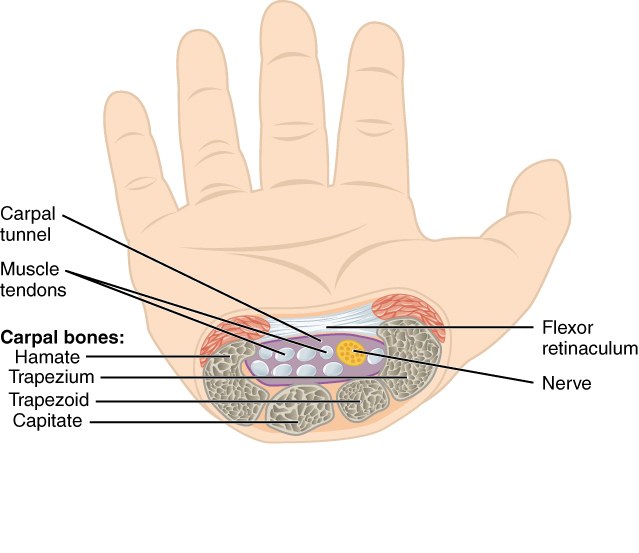 Cross-section of the wrist showing the carpal tunnel, flexor tendons and median nerve.